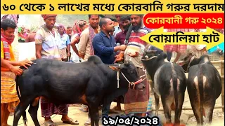 ৬০ থেকে ১ লাখের মধ্যে কোরবানি গরুর দরদাম।কোরবানী ২০২৪।বোয়ালিয়া হাট।krishi message bd.মাসুদ রানা।