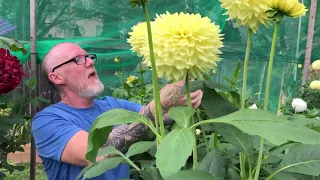 Canadian Exhibition Dahlia Grower - Michael Burns