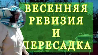 Весенняя ревизия и пересадка пчел. Цикл "На пасеке весной".