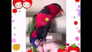 Попугай копирует звук телефон