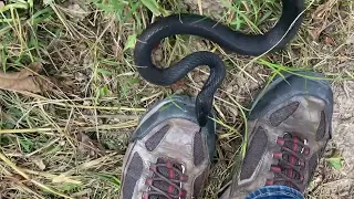 How fast is a black racer snake?
