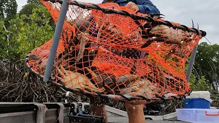 CRAB POTS full of BIG MUD CRABS !!! - PRAWNS for lunch???