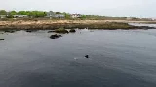 4K Drone Video:  The Bass Rocks Basking Sharks
