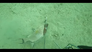 Hogfish on 45 foot deep ledge