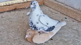 TRYING TO BREED PIGEONS