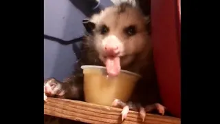 Possum Eating Apple Sauce