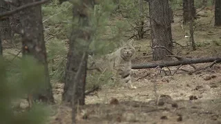 How to hunt bobcats - Fred Eichler