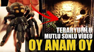 #KÇ10 EL EMEĞİ GÖZ NURU! KARGOLAR, TARANTULA MEVZULARI