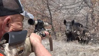 Amazing hits, Perfect Wild Boar Hunting- Chasse aux Sanglier