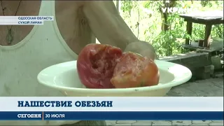 Зелёные мартышки устроили нашествие в Одесской области