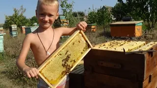 Улей с дупловым развитием, смена пчелы на  пасике