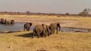 Elephants charge Crocodiles