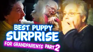 Best Puppy Surprise for Grandparents & Elderly Compilation Part 2 | Tissues | Surprise Puppy React!