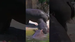 Hippo celebrates mermaid-themed fifth birthday at Dallas Zoo