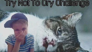 Попробуй Не Заплакать Челлендж | Try Not To Cry Challenge | Уродливый кот