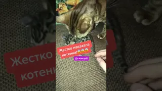 Кошка жестко наказала своего котенка..😱🤭🙀