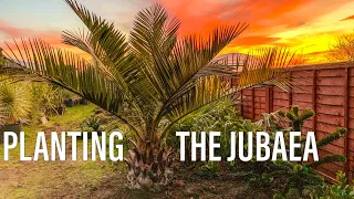 UK Tropical Garden Build Ep. 2: Planting the Jubaea Chilensis