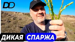 ОХОТНИКИ ЗА СПАРЖЕЙ! ГДЕ РАСТЕТ ДИКАЯ СПАРЖА? ЧЕМ ПОЛЕЗНА СПАРЖА? КАК ПРИГОТОВИТЬ ДИКУЮ СПАРЖУ?