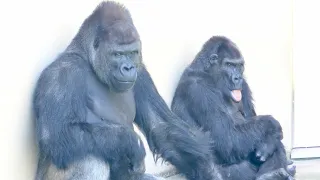 Silverbacks communicate with female gorillas.｜Shabani Group