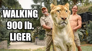 Walking 900 Pound Liger with Jay Prehistoric Pets | Myrtle Beach Safari