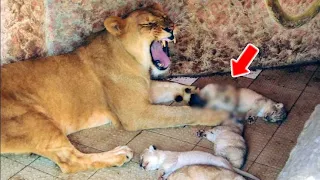Lioness Gives Birth, But What She Gave Birth To Shocked Everyone!