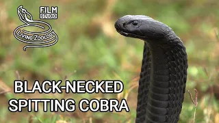 Deadly venomous Black-necked spiting cobra (Naja nigricollis), wild snake in Kenya, black snake