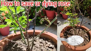 Best way to save dying rose plant, मरते हुए गुलाब को ऐसे बचाएं, Rose diseases n solutions, Rose care