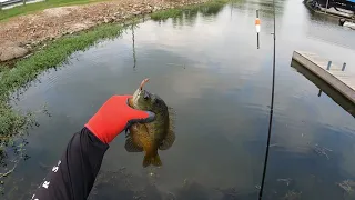 Caught Some Big Texas Bluegill (Bream)