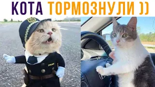 КОТА ОШТРАФОВАЛИ))) Приколы с котами | Мемозг 755