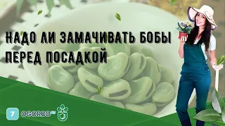 Надо ли замачивать бобы перед посадкой