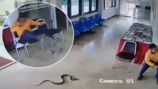Snake Slithers Into Police Station And Jumps At Man