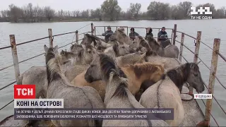 На поромі, через переправу: як доправляли диких коней з латвійського заповідника до дельти Дунаю