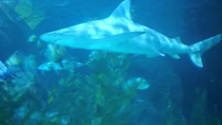 Loro Parque Aquarium (2015, Tenerife, HD)