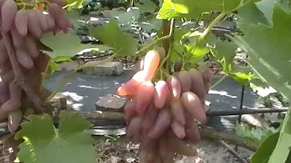 Сорт винограда "Выносливый" - сезон 2019 # Grape sort "Vynoslivyj"