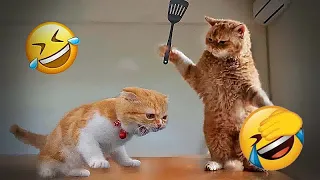 ❤️🐱 Funniest Cats and Dogs Videos 😻🐕 New Funny Animals 2024 # 50