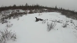 Охота в Эвенкии!!! Один из способов ловли глухаря.