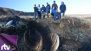 Очень редкий экземпляр морской коровы