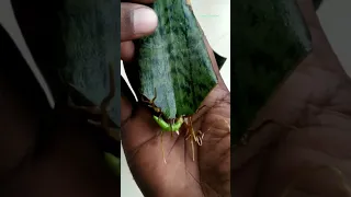 Sansevieria / Snake Plant Propagation In Water Time Lapse