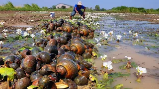 amazing fishing! a fisherman skill catch snail a lots in field out by best hand