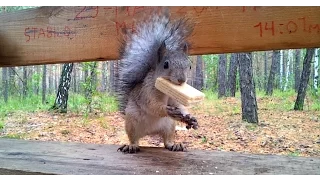 Video about nature: Squirrel and wafer