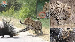 This Leopard Will be Killed by a Porcupine The Worst Miserable Way