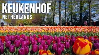 [4K HDR] 2024 Keukenhof Walking Tour, Tulip Garden of the Netherlands