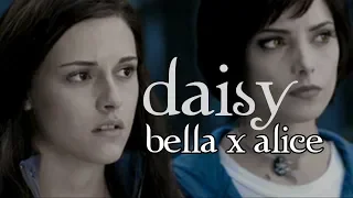 Daisy - (Bella x Alice) 1/2