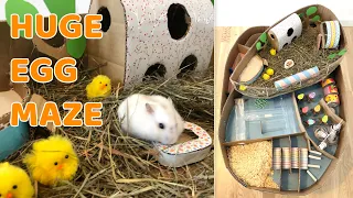 HUGE Egg Maze for Hamster | 2-Level Egg Maze