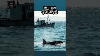 범고래가 배를 공격한 이유는 복수? 놀이?  #shorts