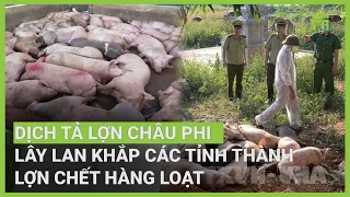 Dịch tả lợn Châu Phi lây lan khắp nơi, dập dịch thế nào? | VTC16