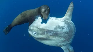Ocean Sunfish | A GIANT Floating Heads from the Depths | Facts of the Largest Bony Fish