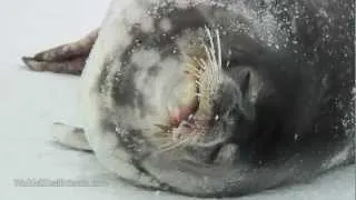 Eerie Vocals of Weddell Seal Pup & Adult