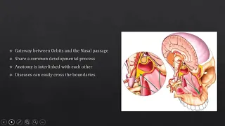 Skull Base: Anterior skull base, orbits and paranasal sinus.