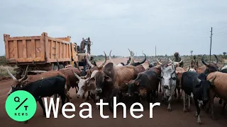 Hurricane Laura: Texas Cattle Ranchers Move Livestock as Storm Nears Landfall